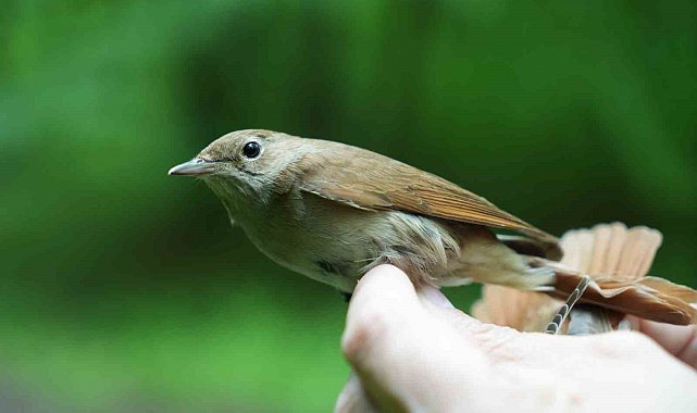 Bülbülün göç sırrı ortaya çıkıyor: "Çok ilginç veriler elde etmeye başladık"