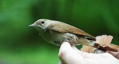 Bülbülün göç sırrı ortaya çıkıyor: "Çok ilginç veriler elde etmeye başladık"