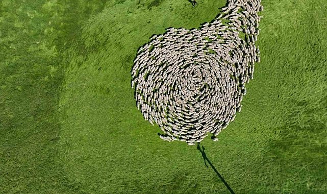 Bursa meralarında binlerce koyundan görsel şölen...