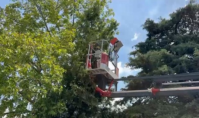 Bursa'da ağaçta mahsur kalan kedileri itfaiye kurtardı