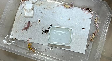 Bursa'da egzotik hayvan ticaretine darbe