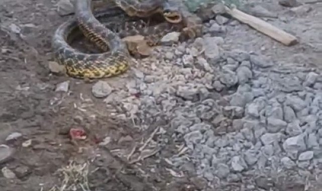 Bursa'da yılan paniği