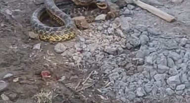 Bursa'da yılan paniği