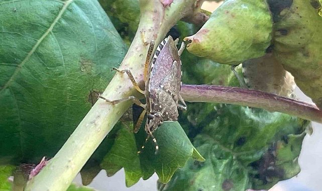 Bursa'da yüzlerce çiftçinin kabusu oldu...Kiraz, erik ve dutlarda büyük zarar