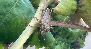 Bursa'da yüzlerce çiftçinin kabusu oldu...Kiraz, erik ve dutlarda büyük zarar