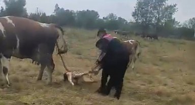 Büyükbaş hayvanın doğumunu jandarma yaptırdı