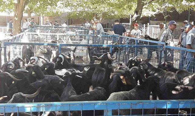 Büyükşehir modern mezbahaları ile Kurban Bayramı'na hazır