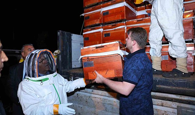 Büyükşehir, tescilli bal üreticilerine 60 adet damızlık ana arı desteği verdi