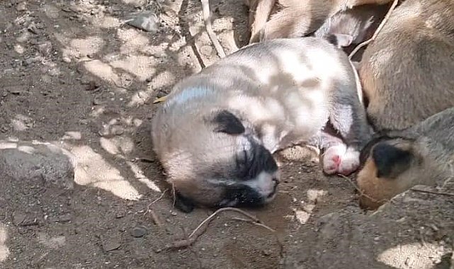 Çalıların arasındaki boşluğa düşen yavru köpekleri itfaiye kurtardı