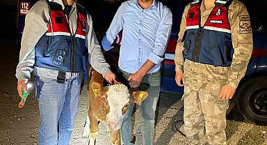 Çalınan 4 büyükbaş hayvan sahibine teslim edildi