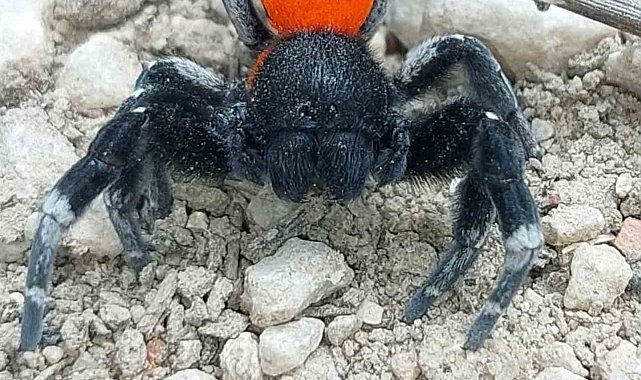 Çanakkale'de ender rastlanan bir örümcek türü görüldü