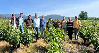 Çanakkale'de yaşanan don sonrası bağlarda saha tespit çalışmaları yapıldı