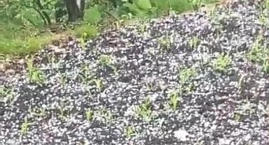 Çay üreticilerine dolu sürprizi