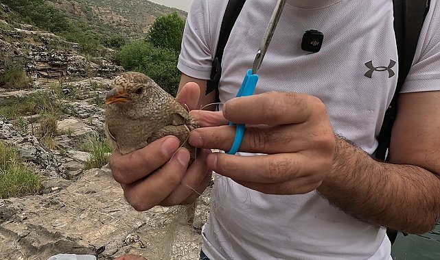 Cehennem Deresi'nde kum kekliği operasyonu