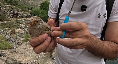 Cehennem Deresi'nde kum kekliği operasyonu