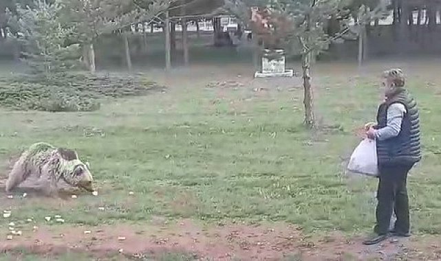 Çemşit ismini verdiği bozayıyı besledi, eşi kayıt altına aldı