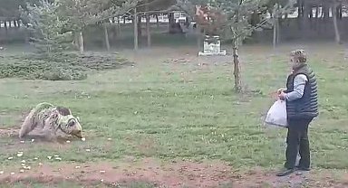 Çemşit ismini verdiği bozayıyı besledi, eşi kayıt altına aldı