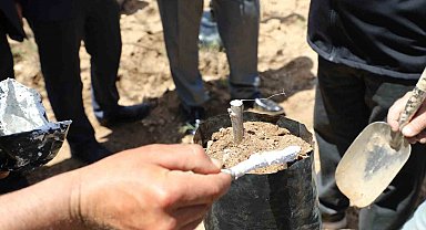 Ceviz üretiminde verim artışı için Günyüzü'nde aşı çalışması başlatıldı