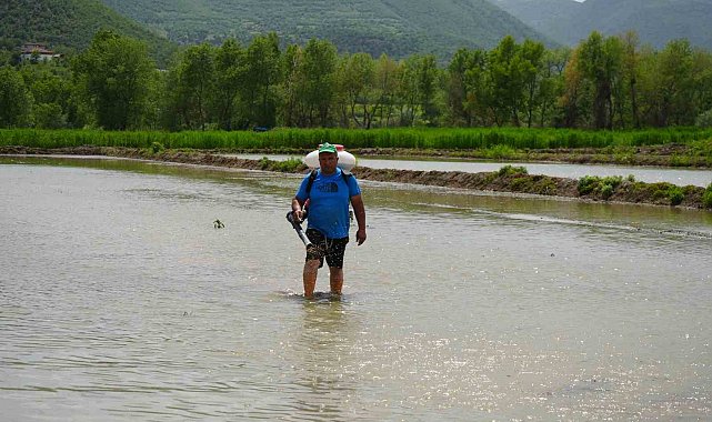Çiftçilerin zorlu çeltik mesaisi: Dize ulaşan suyun içinde ekim yapıyorlar