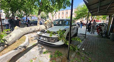 Çınar ağacının kopan dalı lüks araçta hasara yol açtı