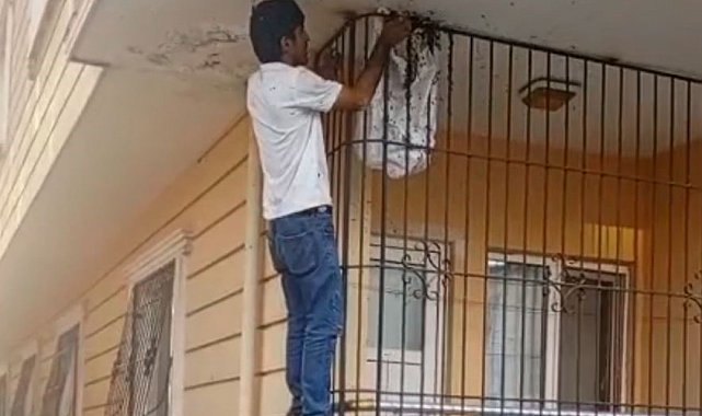 Çıplak elle yüzlerce arının arasına girdi