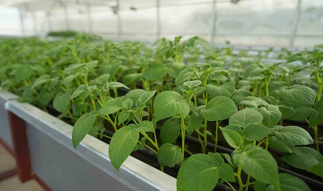 Cipslik yerli patates 'Uğur' tescillendi