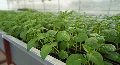 Cipslik yerli patates 'Uğur' tescillendi