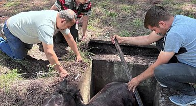 Çukura düşen yabani at kurtarılarak doğaya salındı