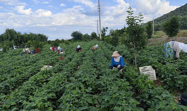 Damaklarda iz bırakan 'nazende' fasulyesinin hasadına başlandı