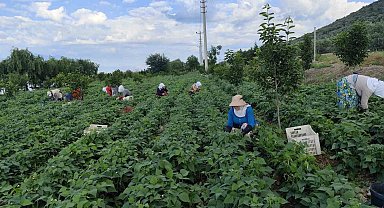 Damaklarda iz bırakan 'nazende' fasulyesinin hasadına başlandı