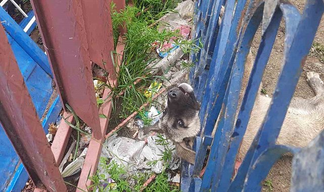 Demir korkuluklara sıkışan köpeği itfaiye ekipleri kurtardı