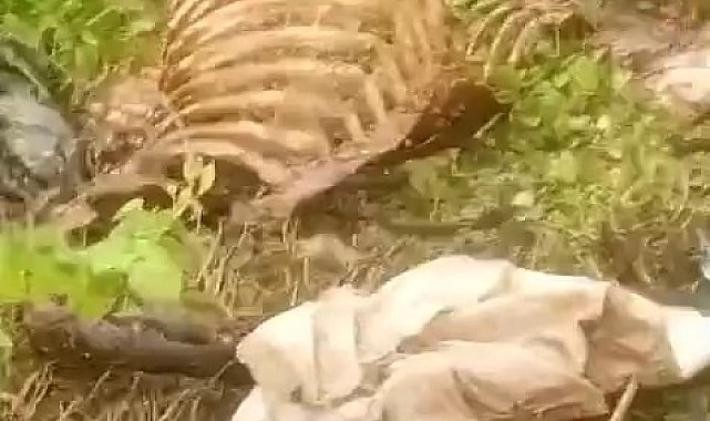 Dere kenarında parçalanmış tek tırnaklı hayvan kemikleri bulundu