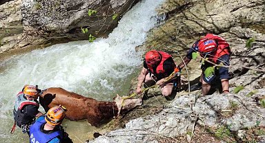 Derede mahsur kalan dana AFAD ekiplerince kurtarıldı