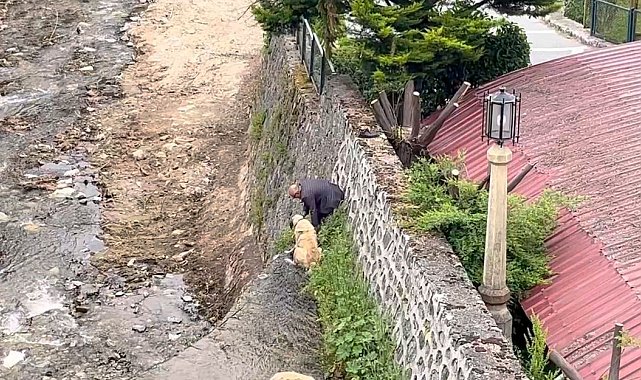 Derede mahsur kalan Kangal köpeklerini sahibi suya atlayıp kurtardı