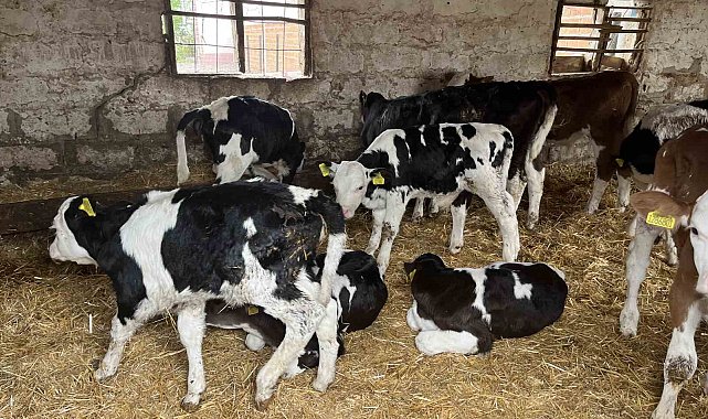 Devlet desteğiyle gelen başarı: 5 büyükbaş hayvanı 7 yılda 86'ya çıkardı