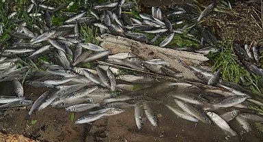 Devrilen tırdan karayoluna saçılan kilolarca balık telef oldu