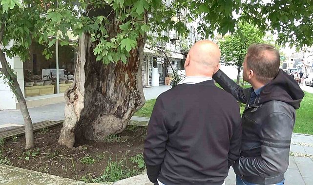 Dış kabuğunun üstünde duran asırlık çınar ağacı görenleri şaşkına çeviriyor