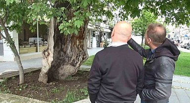 Dış kabuğunun üstünde duran asırlık çınar ağacı görenleri şaşkına çeviriyor