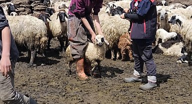 Diyadin'de küçükbaş hayvanlara küpe ve aşı çalışması