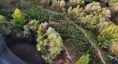 Diyarbakır'da 1 milyon 428 bin kök uyuşturucu bitkisi ele geçirildi