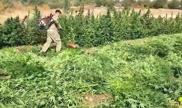 Diyarbakır'da 70 ton toz esrar elde edebilecek 3 milyon 476 bin adet kök kenevir ve skunk ele geçirildi: 7 gözaltı
