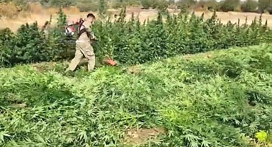 Diyarbakır'da 70 ton toz esrar elde edebilecek 3 milyon 476 bin adet kök kenevir ve skunk ele geçirildi: 7 gözaltı