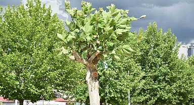 Diyarbakır'da hastalık tespit edilen ağaçlar tedavi ediliyor