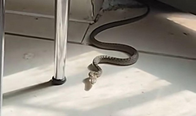 Diyarbakır'da mutfağa giren yılanı gören kedi zıpladı