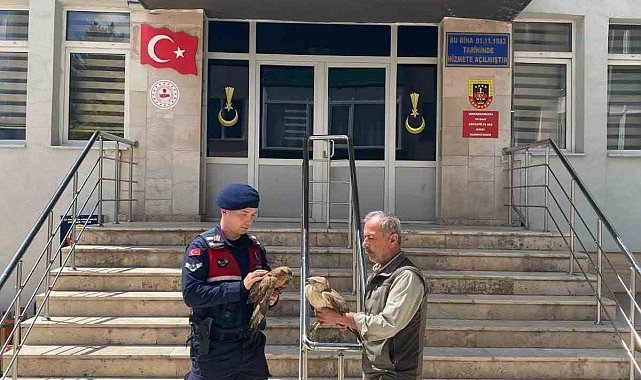 Doğada bulunan yaralı şahinler tedavi altına alındı