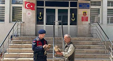 Doğada bulunan yaralı şahinler tedavi altına alındı
