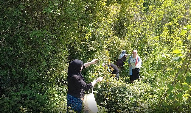 Doğanın şifalı otu 'kırçan'ın sezonu başladı