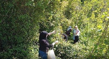 Doğanın şifalı otu 'kırçan'ın sezonu başladı