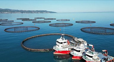 Doğu Karadeniz'de somon hasadı başladı