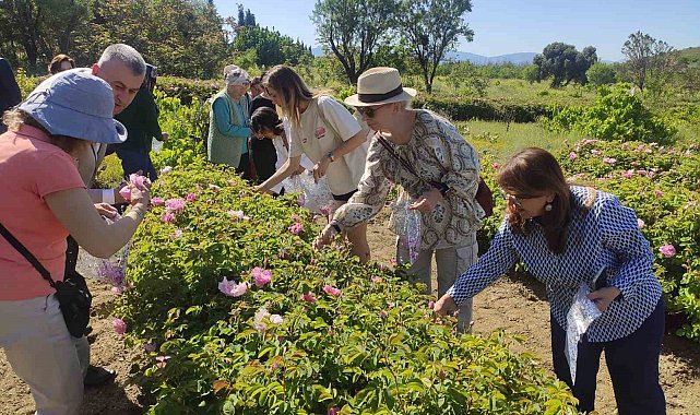 Don nedeniyle gül rekoltesi yüzde 35 azalan Isparta, telafiyi değer artışıyla hedefliyor